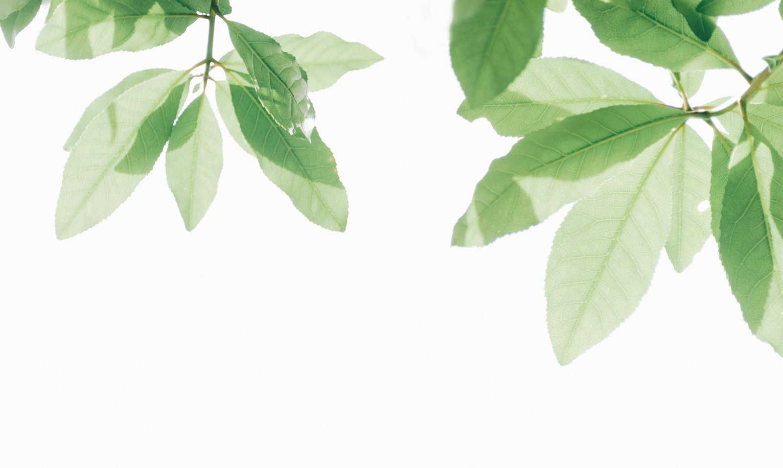 Minimalist photograph of green leaves against a white background showcasing nature's beauty.