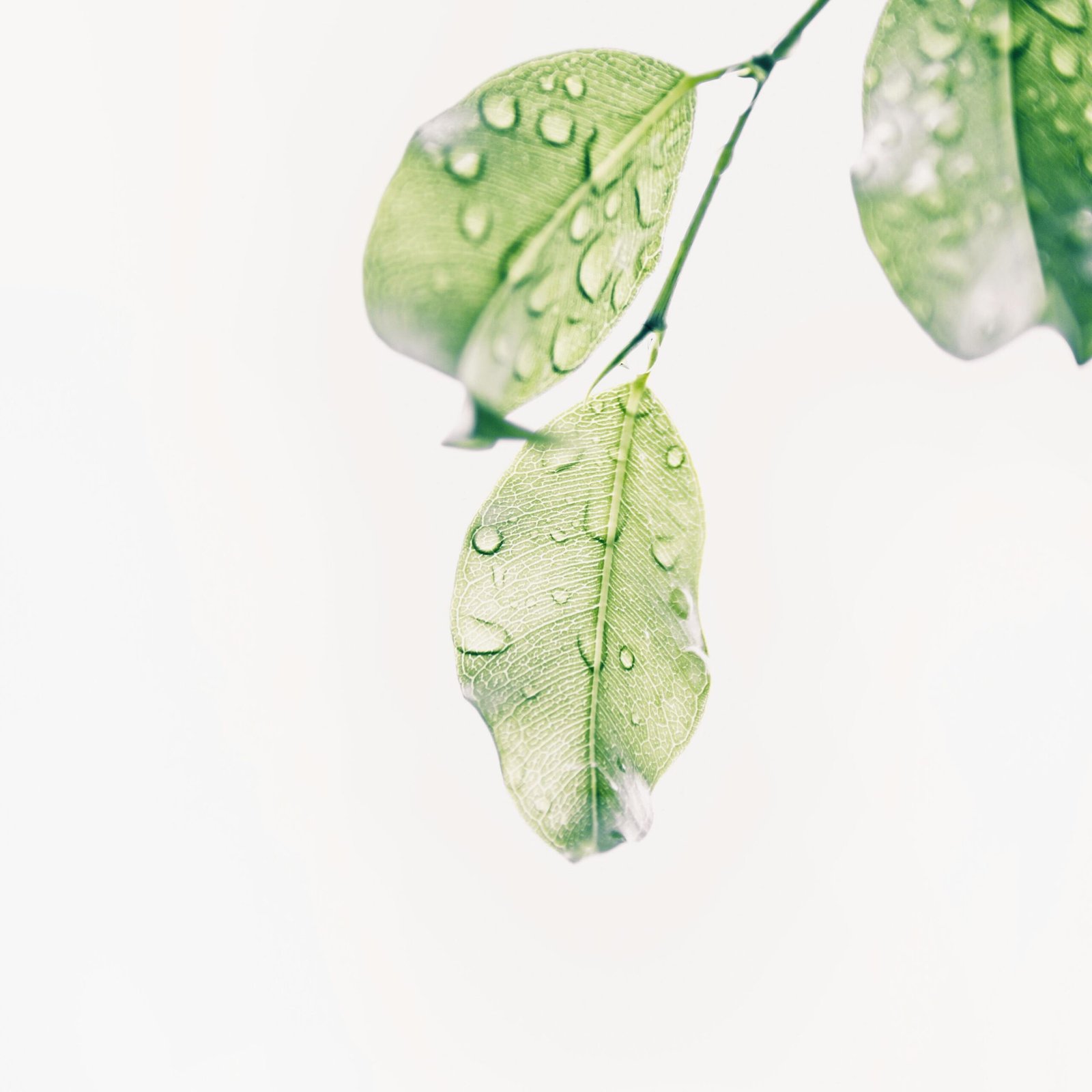 Close-up of fresh green leaves with water droplets on a branch, ideal for nature themes.