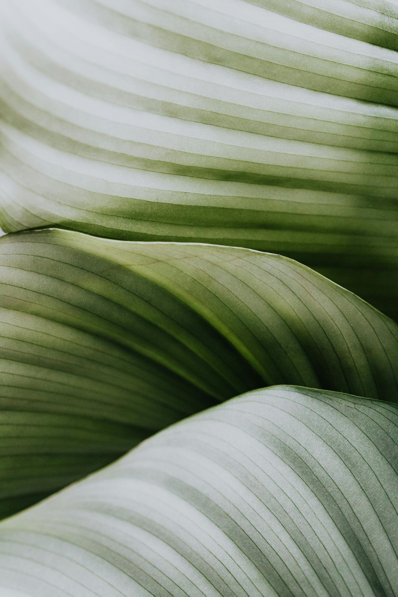 Detailed macro shot of green leafy textures, ideal for backgrounds or nature themes.
